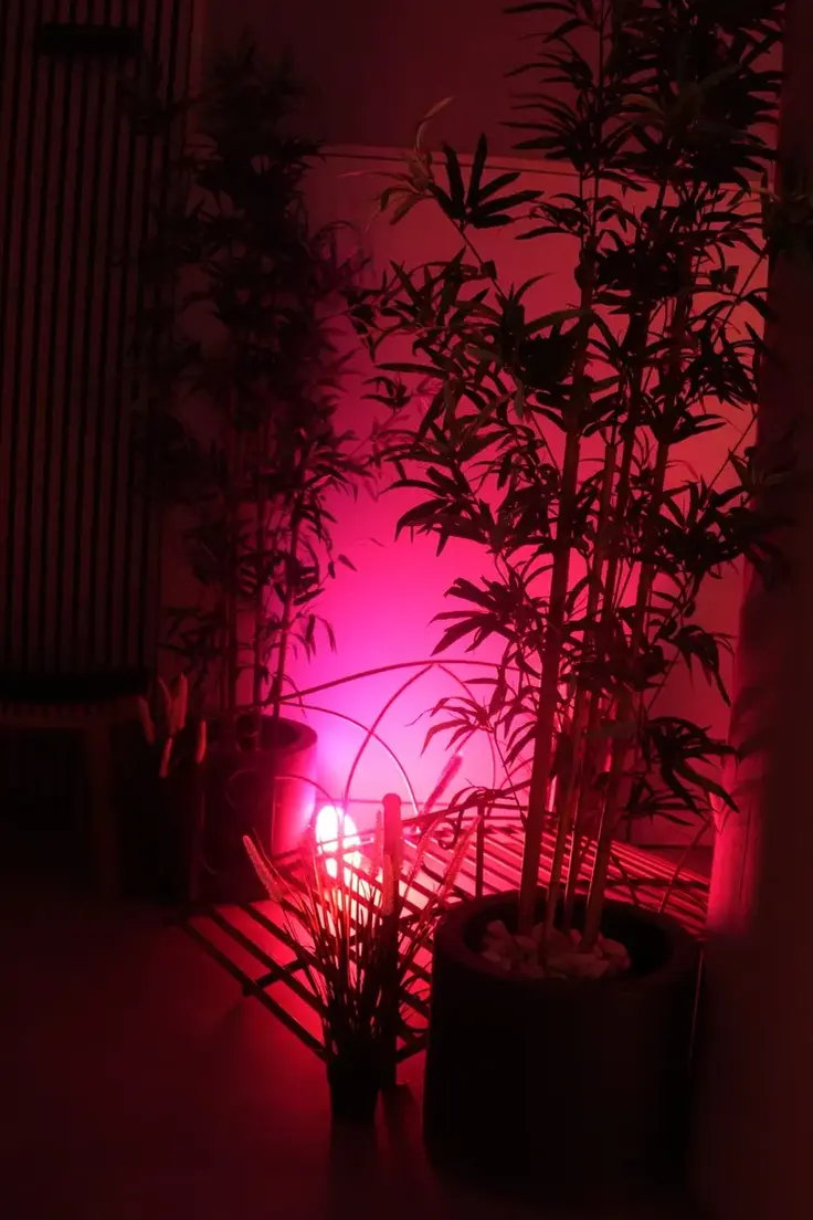 Bambus im magentafarbenen Licht einer Bodenleuchte, im Haus SYNYSSPACE in Klagenfurt.
